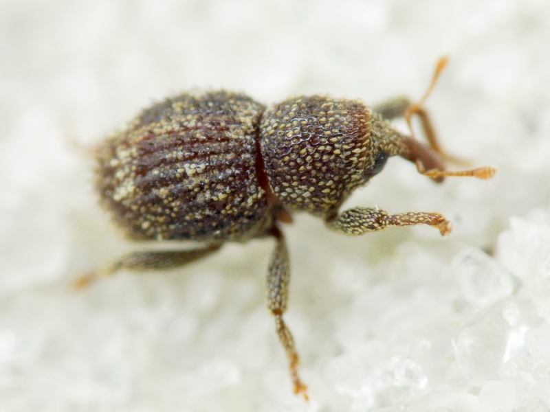 Acalles (Acalles) echinatus (Germar, 1824)